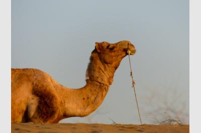 Camel - the desert - India - 05.03