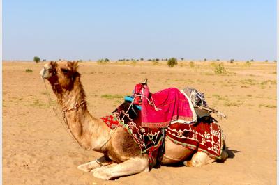 Ready to go - the desert - India - 05.03