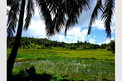 Lush greenery - Siargao - Philippines - 06.05