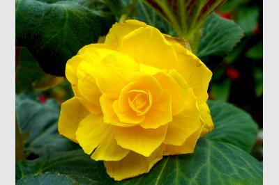 A yellow bloom - Gardens by the Bay - Singapore - 24.06